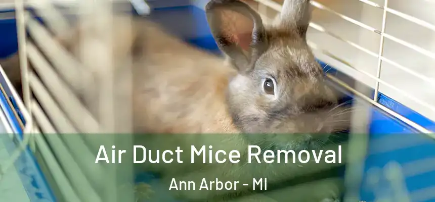  Air Duct Mice Removal Ann Arbor - MI